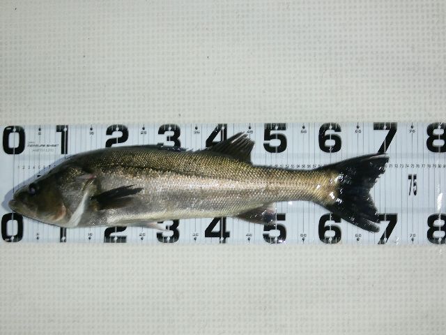 P1070179-1