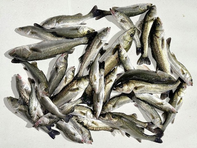 シーバス釣果