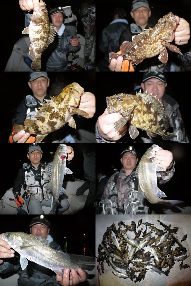根魚　シーバス　釣果写真