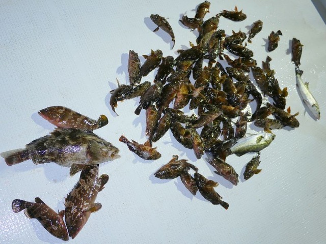 全釣果