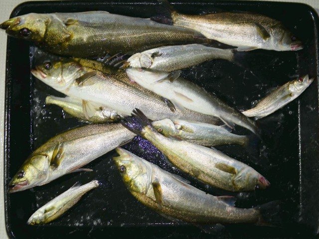 シーバス釣果