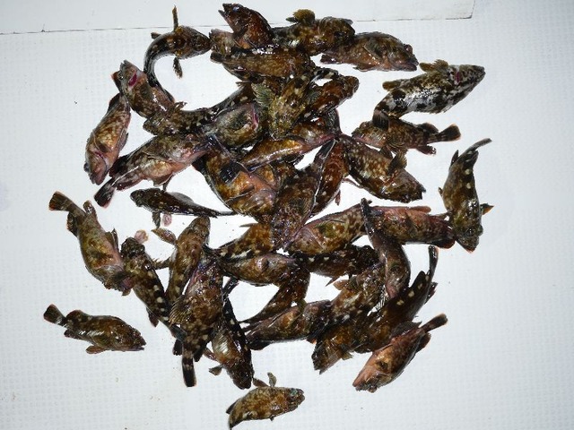 カサゴ釣果