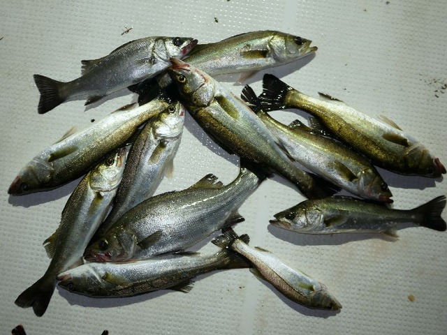 シーバス 釣果写真