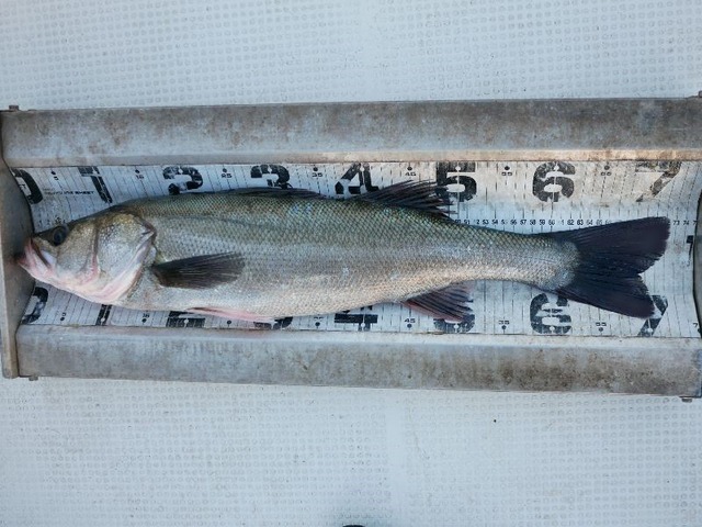 シーバス70㎝UP