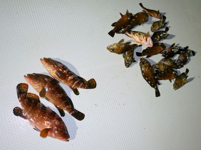 全釣果