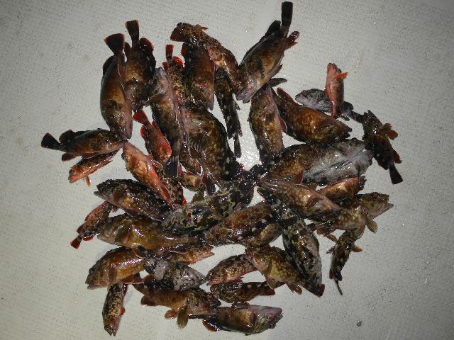 根魚 釣果写真