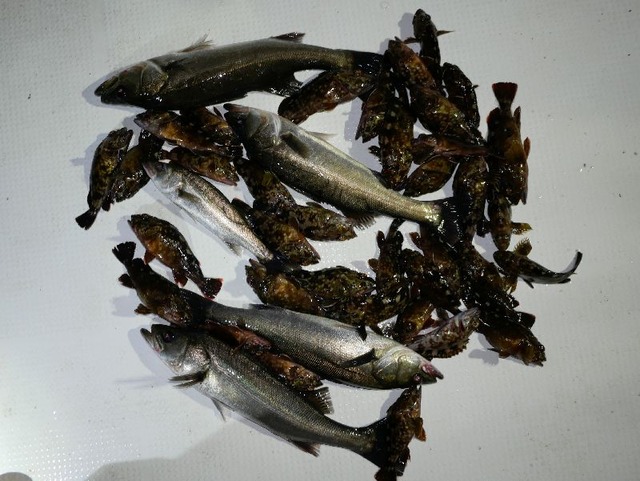 シーバス 根魚 釣果