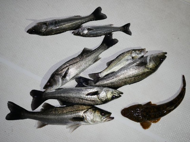 シーバス　マゴチ　釣果