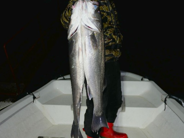 名古屋港シーバス