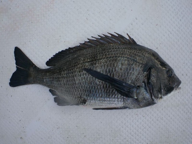 クロダイ 釣果写真