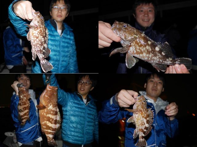 カサゴ連発