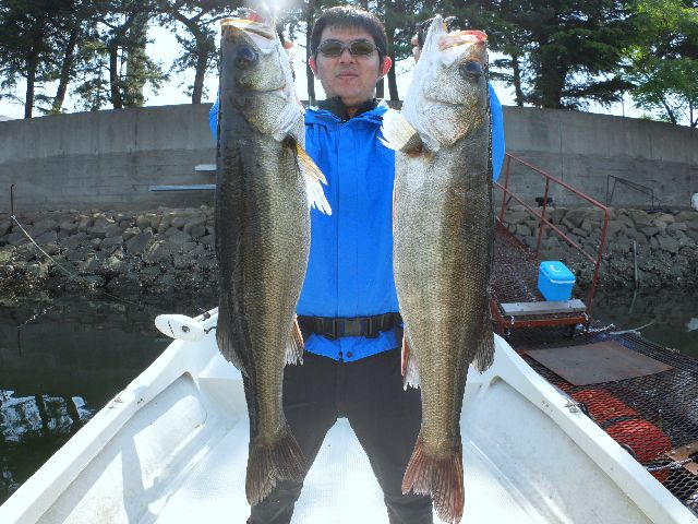 名古屋港　シーバス