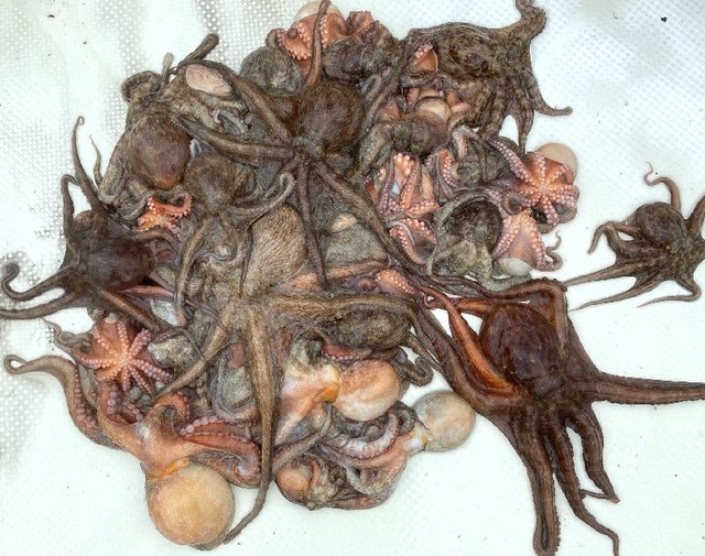 マダコ　釣果写真