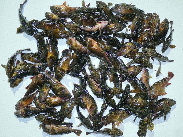 カサゴ釣果