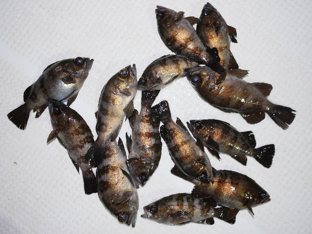 メバル　釣果
