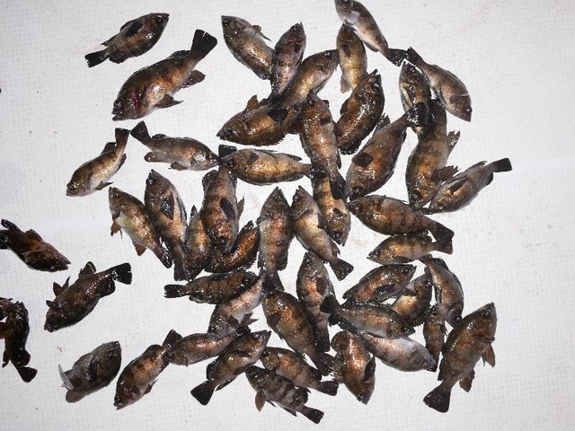 メバル 釣果