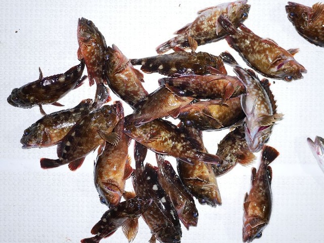 カサゴ釣果