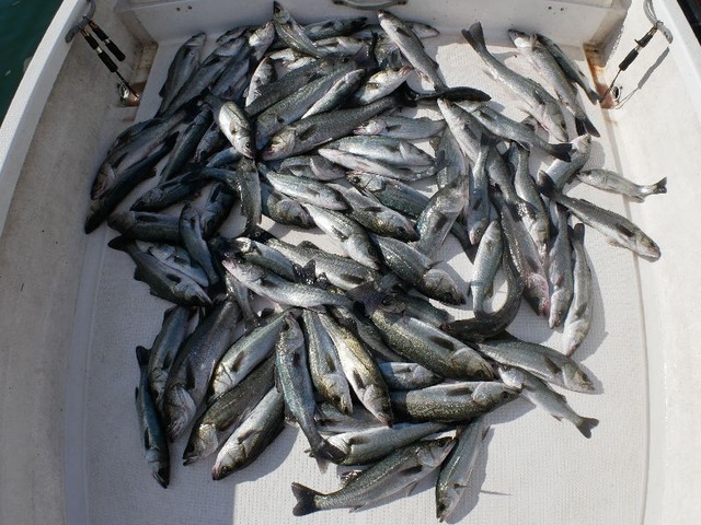 シーバス 釣果