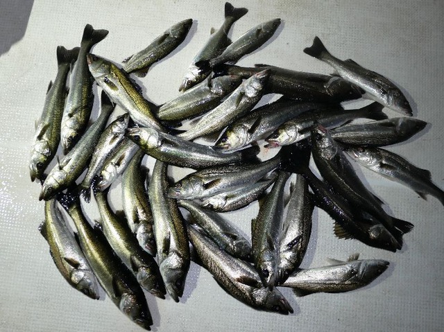 シーバス　釣果