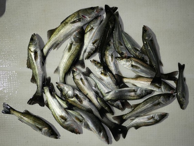 シーバス 釣果
