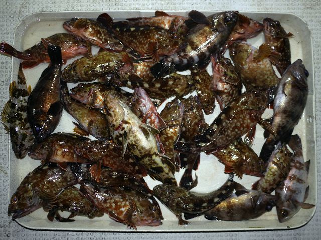 メバル＆根魚 釣果写真