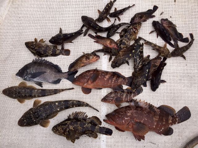 キジハタ&マゴチ　釣果写真