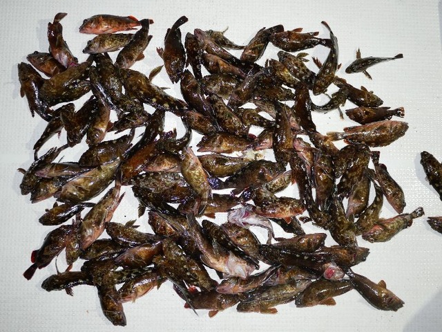 カサゴ 釣果