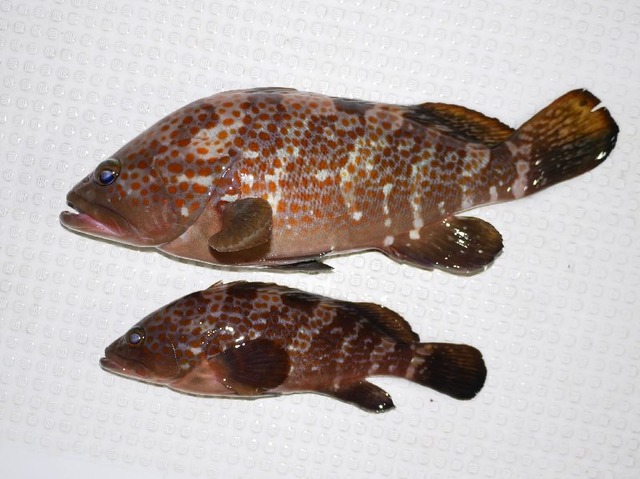 キジハタ　釣果