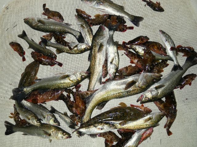 シーバス　キジハタ　マゴチ　カサゴ　釣果写真