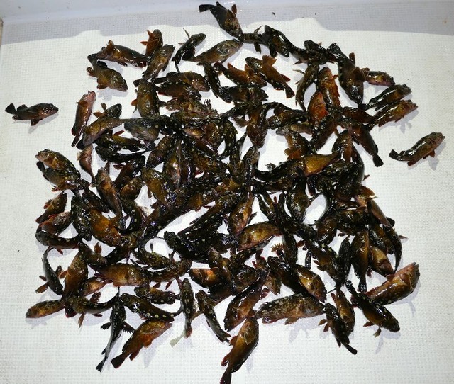 根魚　釣果写真