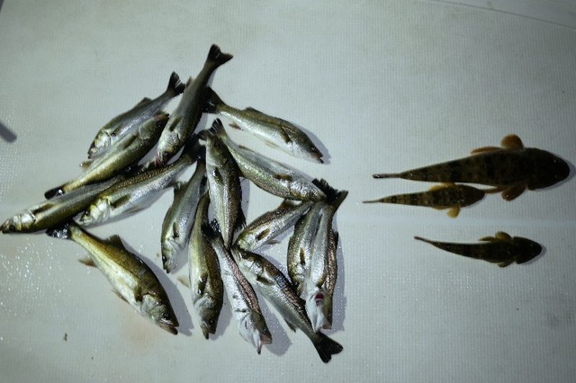 全体 釣果