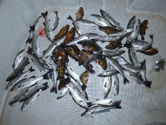 シーバス　根魚　釣果写真