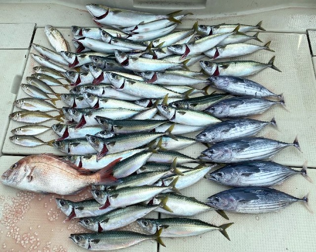 カツオ　サバ　アジ　マダイ　ハマチ　カマス　釣果写真