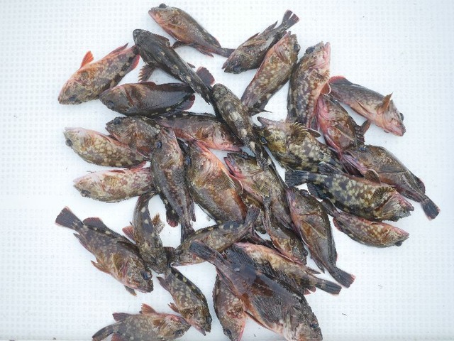 カサゴ釣果