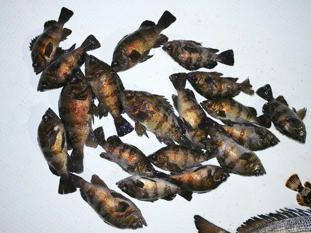メバル 釣果