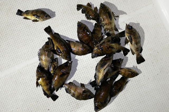 メバル　釣果