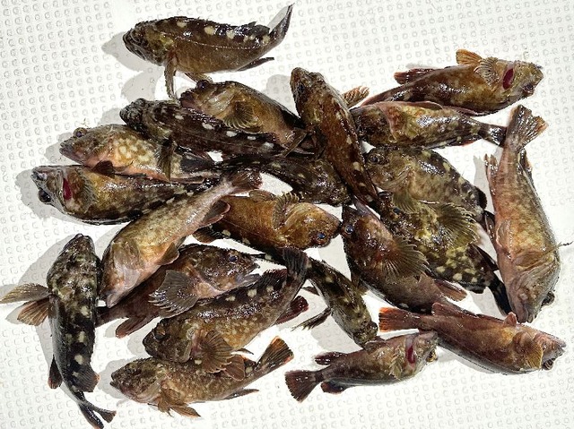 カサゴ釣果
