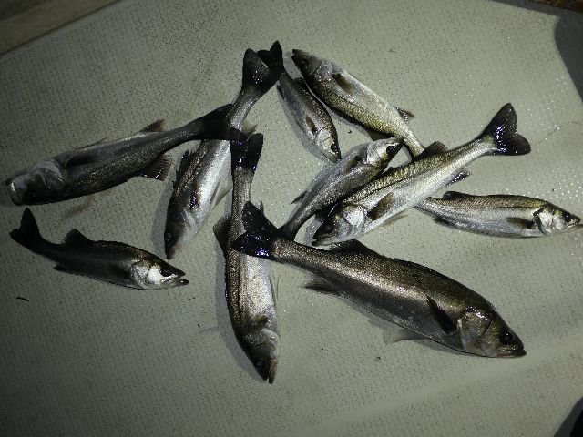 シーバス　釣果写真