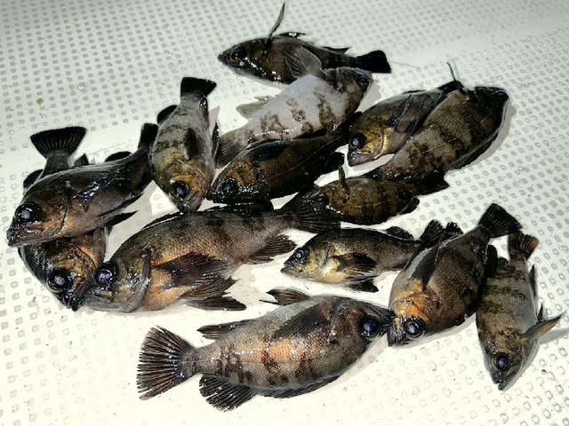 メバル釣果