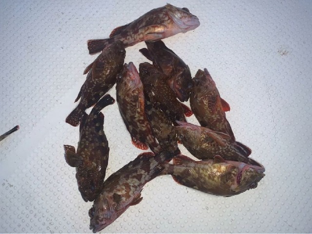 カサゴ 釣果