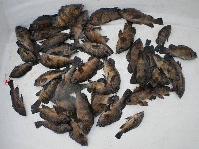 メバル 釣果写真