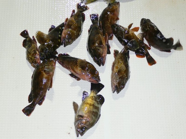 カサゴ釣果