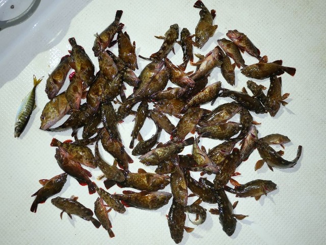 カサゴ　釣果写真