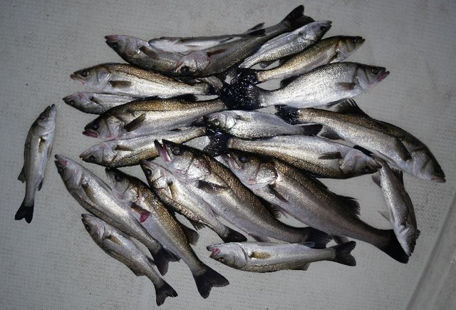 シーバス　釣果写真