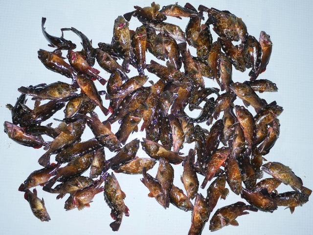 カサゴ釣果