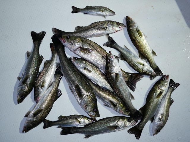 シーバス 釣果