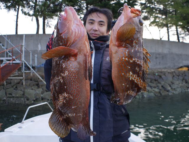 名古屋港　キジハタ