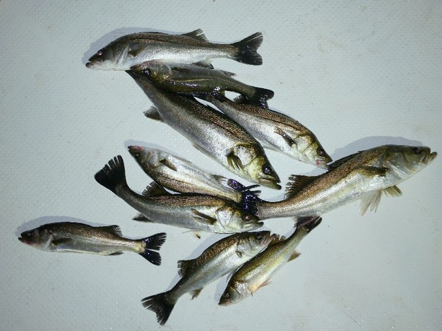 シーバス 釣果