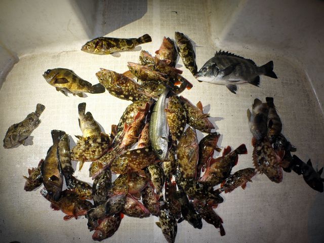 根魚　釣果