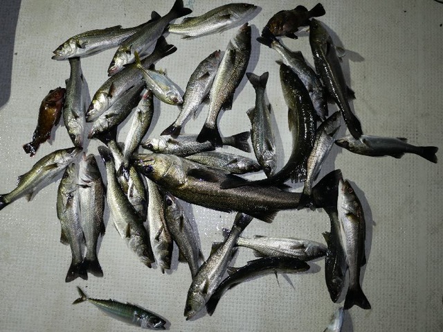 シーバス　釣果写真